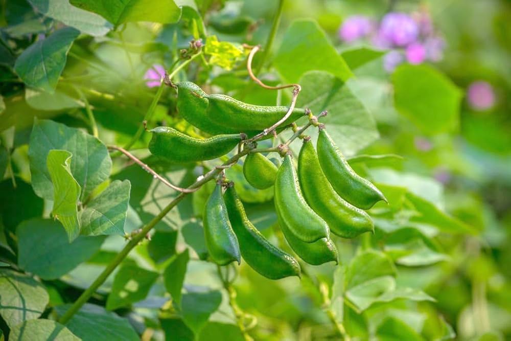 Hyacinth Bean Vegetable Seeds for Planting