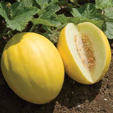 Yellow Muskmelon Fruit Planting Seeds