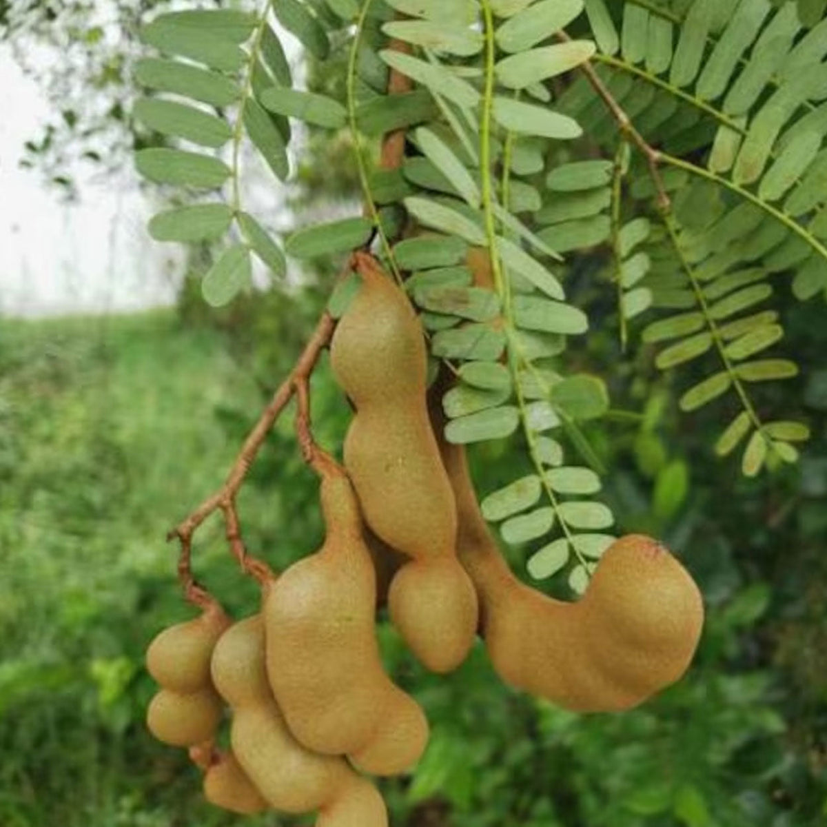 Tamarindo Seeds for Planting - Start Your Tamarind Tree Today