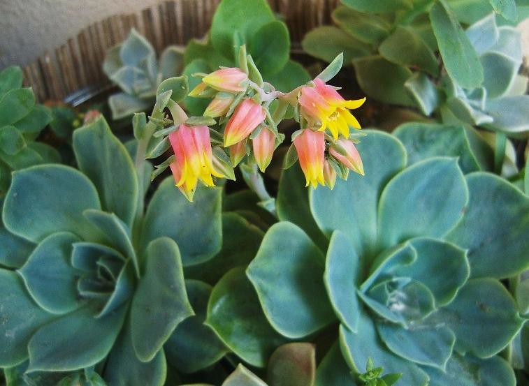 Sky Blue Echeveria Purpusorum Flower seeds for Planting - Seasonal Bloomer, Heirloom & GMO Free Seeds for Home Garden
