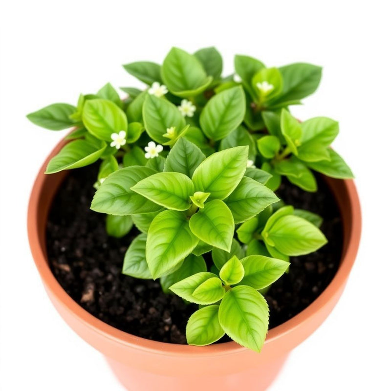 Pachysandra terminalis Flower Seeds for Shade Garden Ground Cover Use