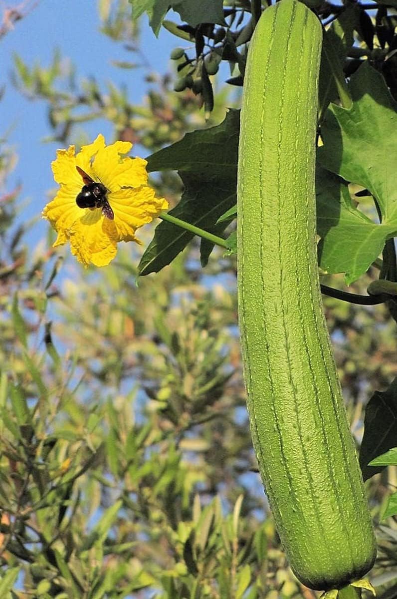 Yellow Luffa Flower seeds for Planting - Vibrant Colors, Heirloom & GMO Free Seeds for Home Garden
 
 Sale seeds for planting in home garden
