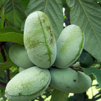 Pawpaw Fruit Seeds for Planting  Grow Exotic Tropical Fruit at Home