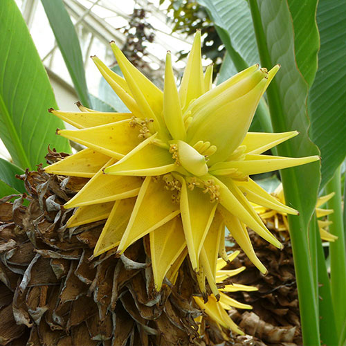 Yellow Lasiocarpa Fruit Seeds for Planting and Edable Growing Plant