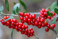 Red Ilex Vomitoria Yaupon Holly Tree Seeds for Planting  Perennial Garden Essential