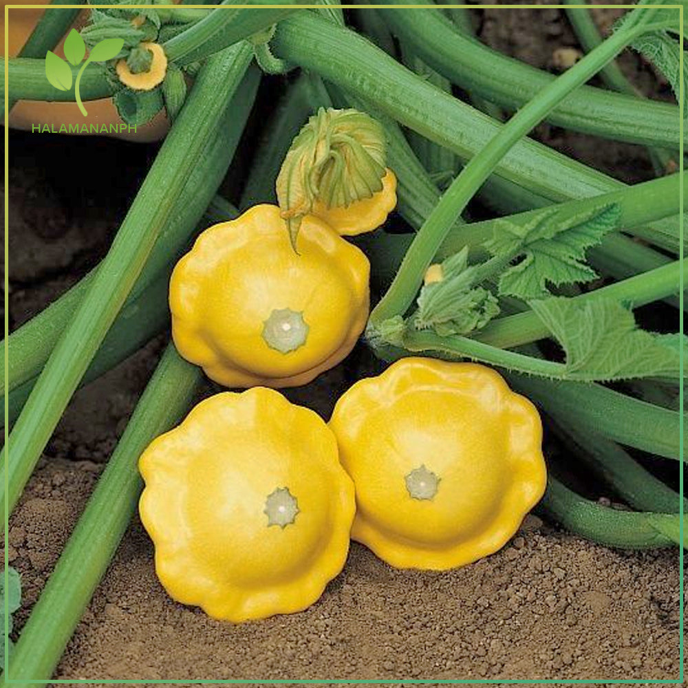 Yellow Scallop Vegetable Seeds  Perfect for Planting