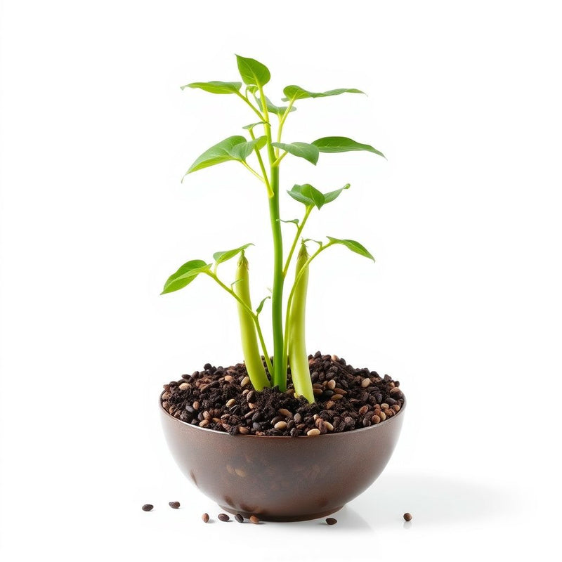 Winged Bean Planting Vegetable Seeds  Seed for High-Yielding