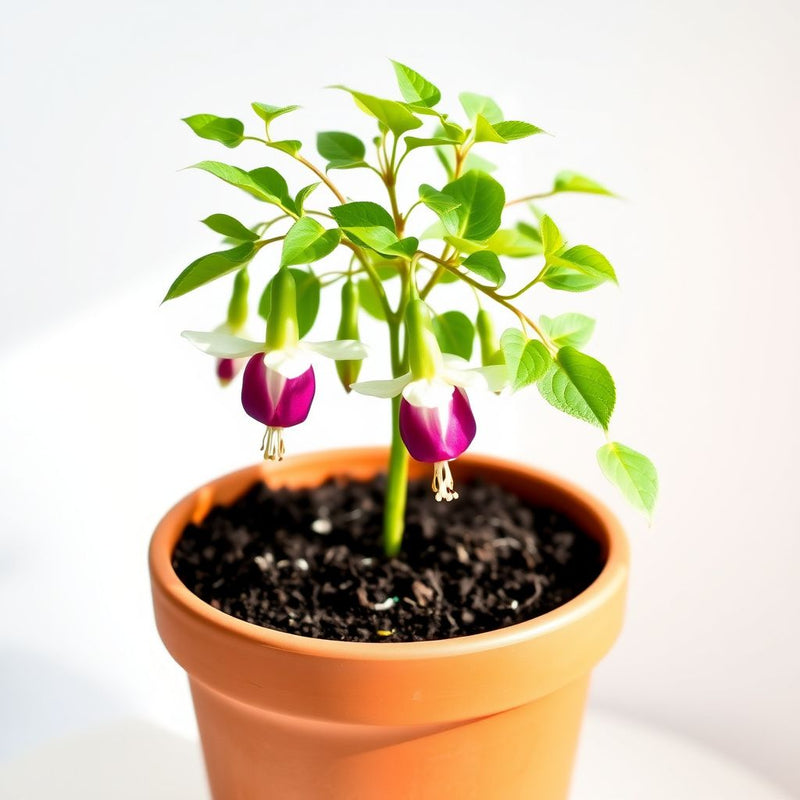 Fuchsia Flower Seeds for Planting - Green & White Variety