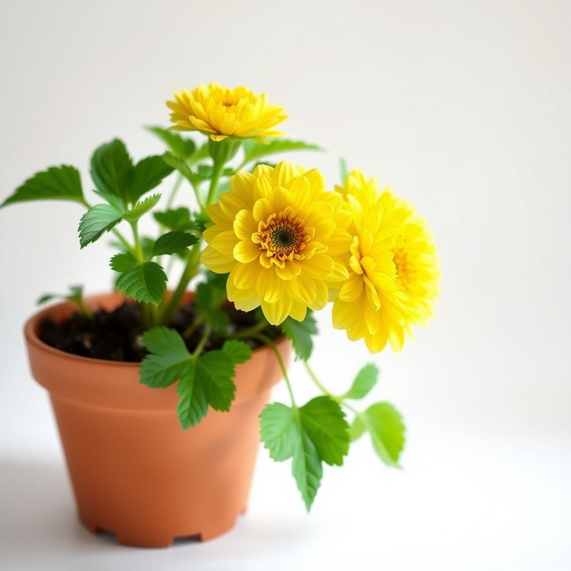 Yellow Ranunculus Asiaticus Flower Seeds for Planting Garden Favorite Heirloom & GMO Free Seeds for Home Garden
 
 Sale
