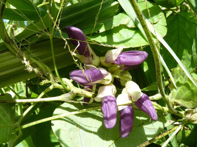 Velvet Bean Seeds for Planting - Grow Your Own Vegetables