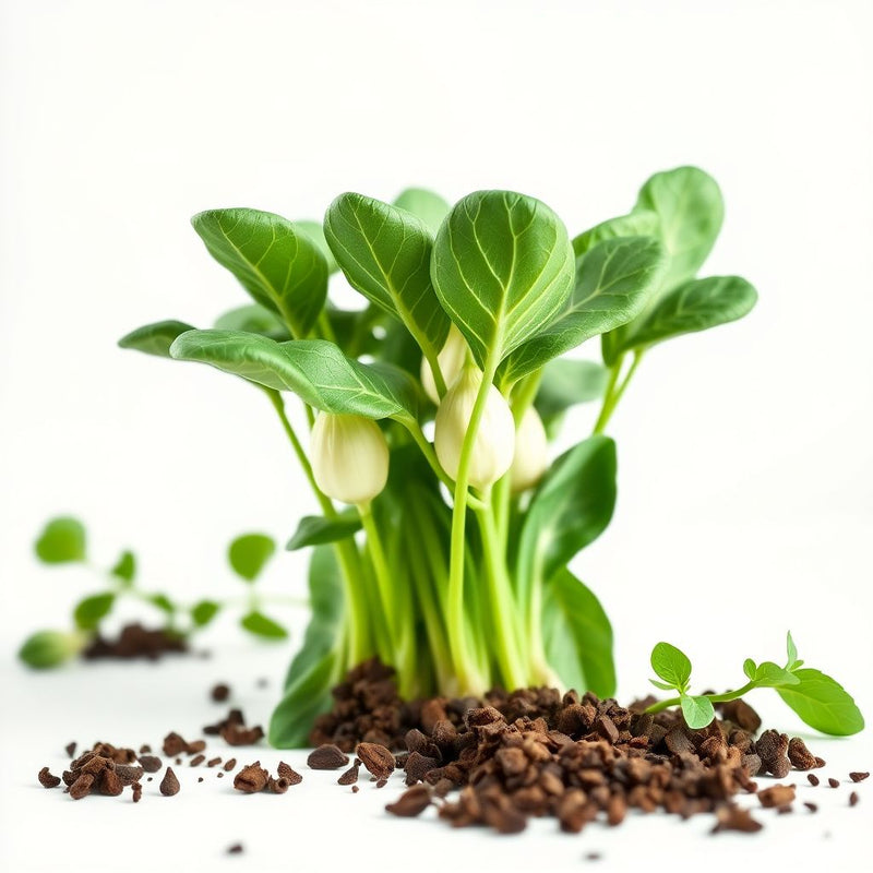 Kai Lan Vegetable Seeds for Planting