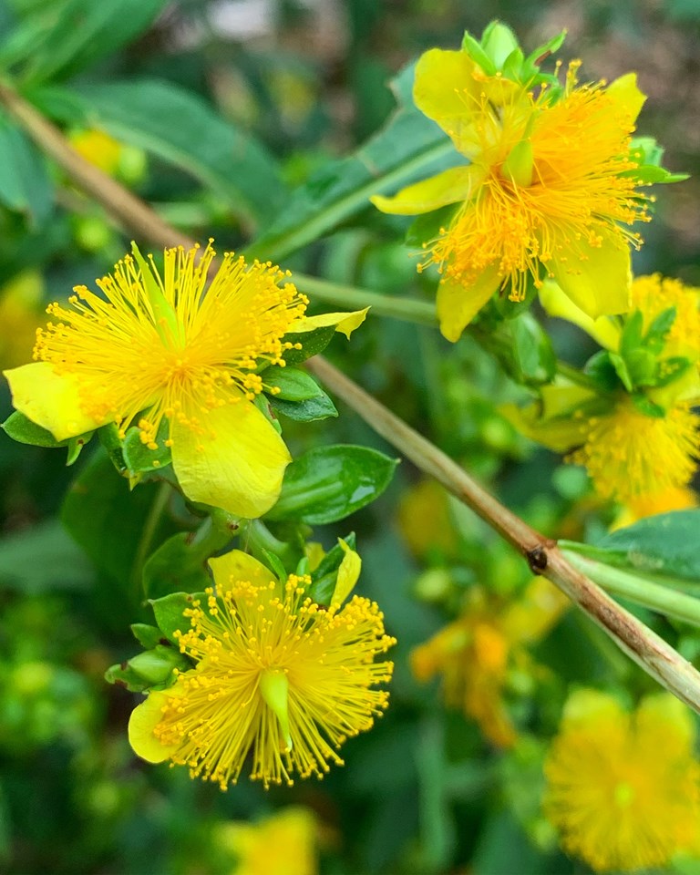 Herbal Garden Seeds, St. John's Wort Planting Seeds