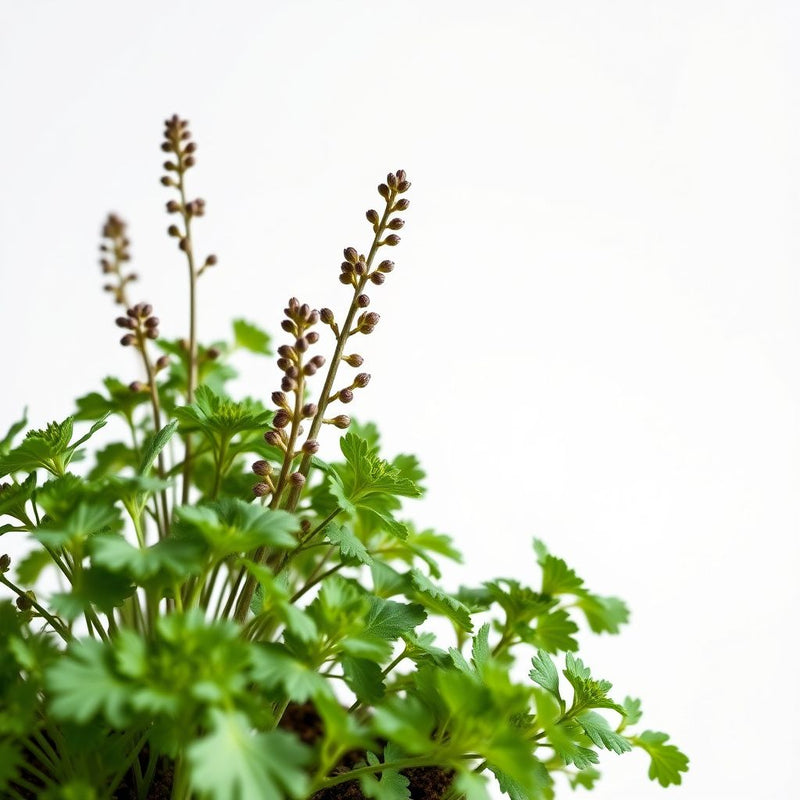 Gurkenpflanzen Vegetable Seeds for Easy Planting