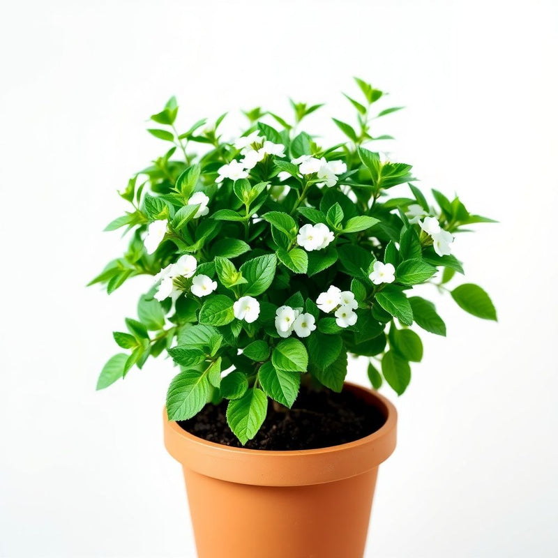 Pure White Verbena Seeds for Planting - Brighten Your Space