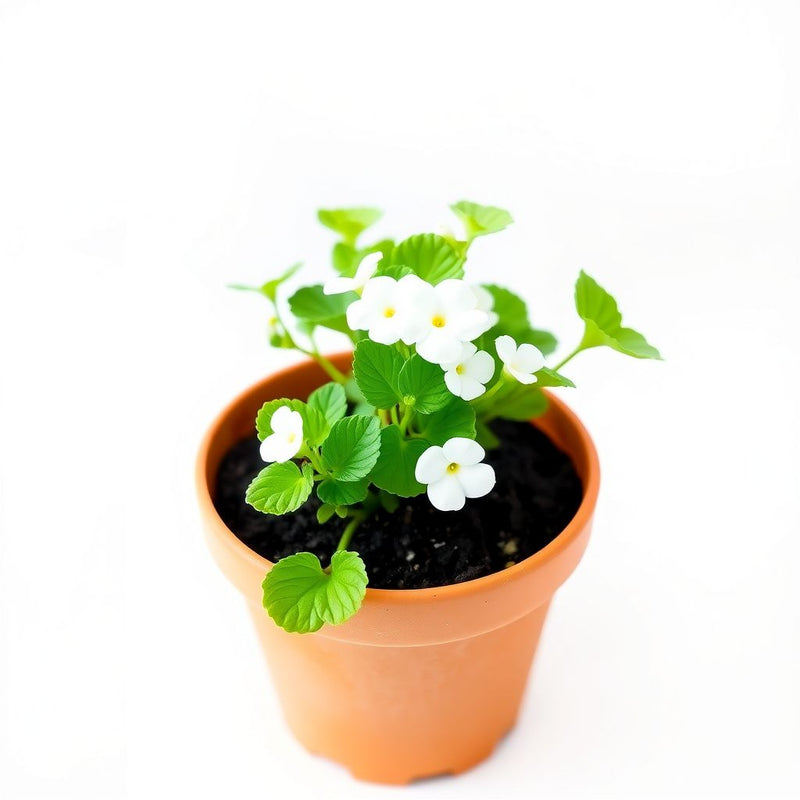 White Bacopa Utopia Flower seeds for Planting - Vibrant Colors, Heirloom & GMO Free Seeds for Home Garden