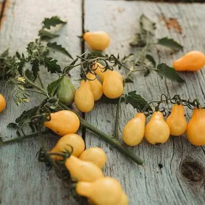 Tomato Heirloom Yellow Pear Seeds for Sweet, Pear-Shaped Tomatoes