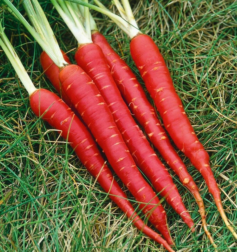 Red Carrot Vegetable Seeds for Planting