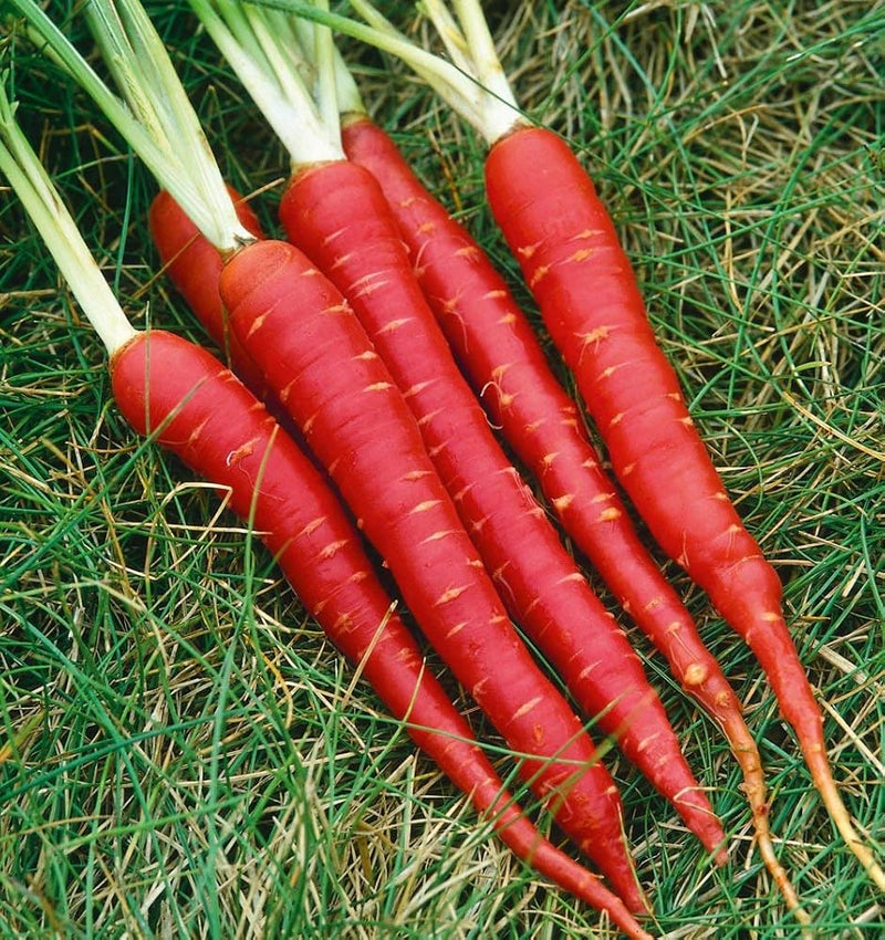 Red Carrot Vegetable Seeds for Planting