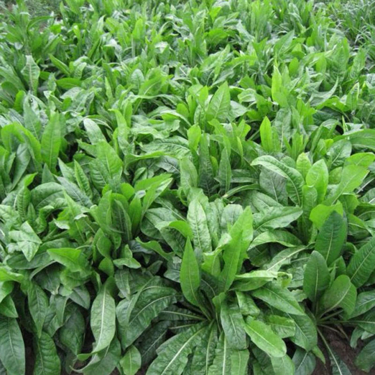 Green Intybus Seeds for Your Vegetable Garden