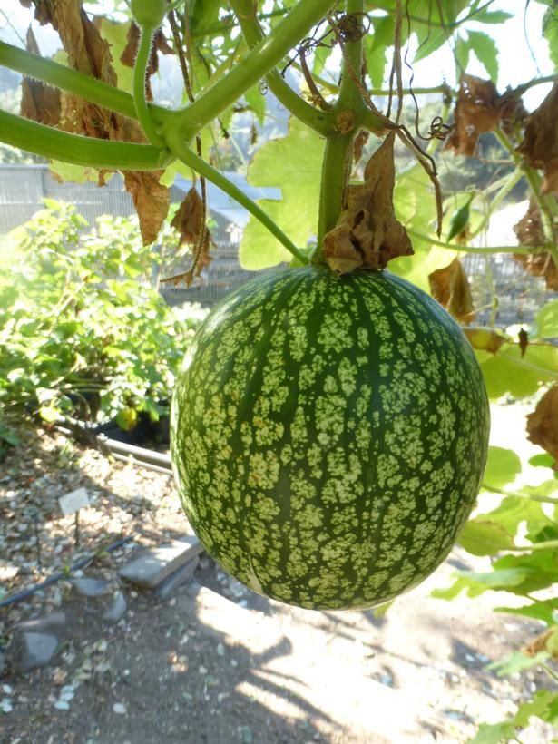 Green Cucurbita Pepo Ficifolia Seeds for Easy Planting