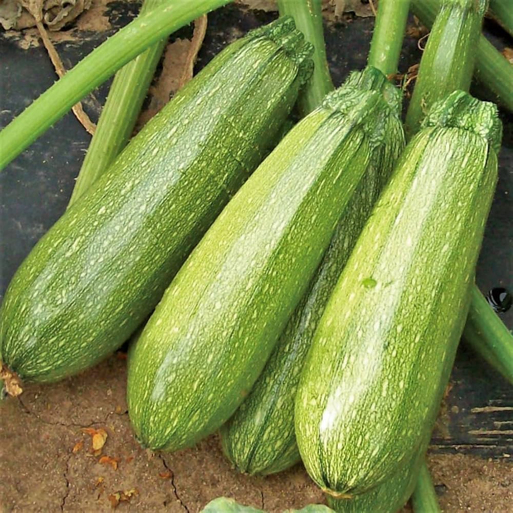 Grey Zucchini Squash Seeds for Planting  Grow Delicious Vegetables