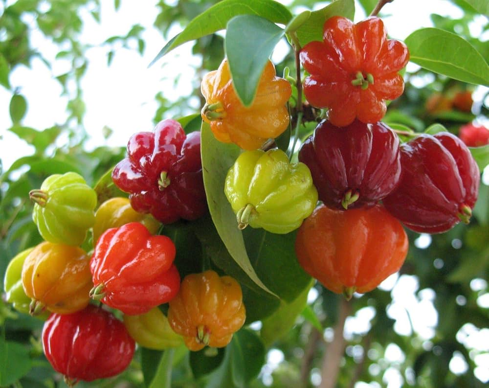 Surinam Fruit Planting Seeds - Exotic Berry Bush Seeds