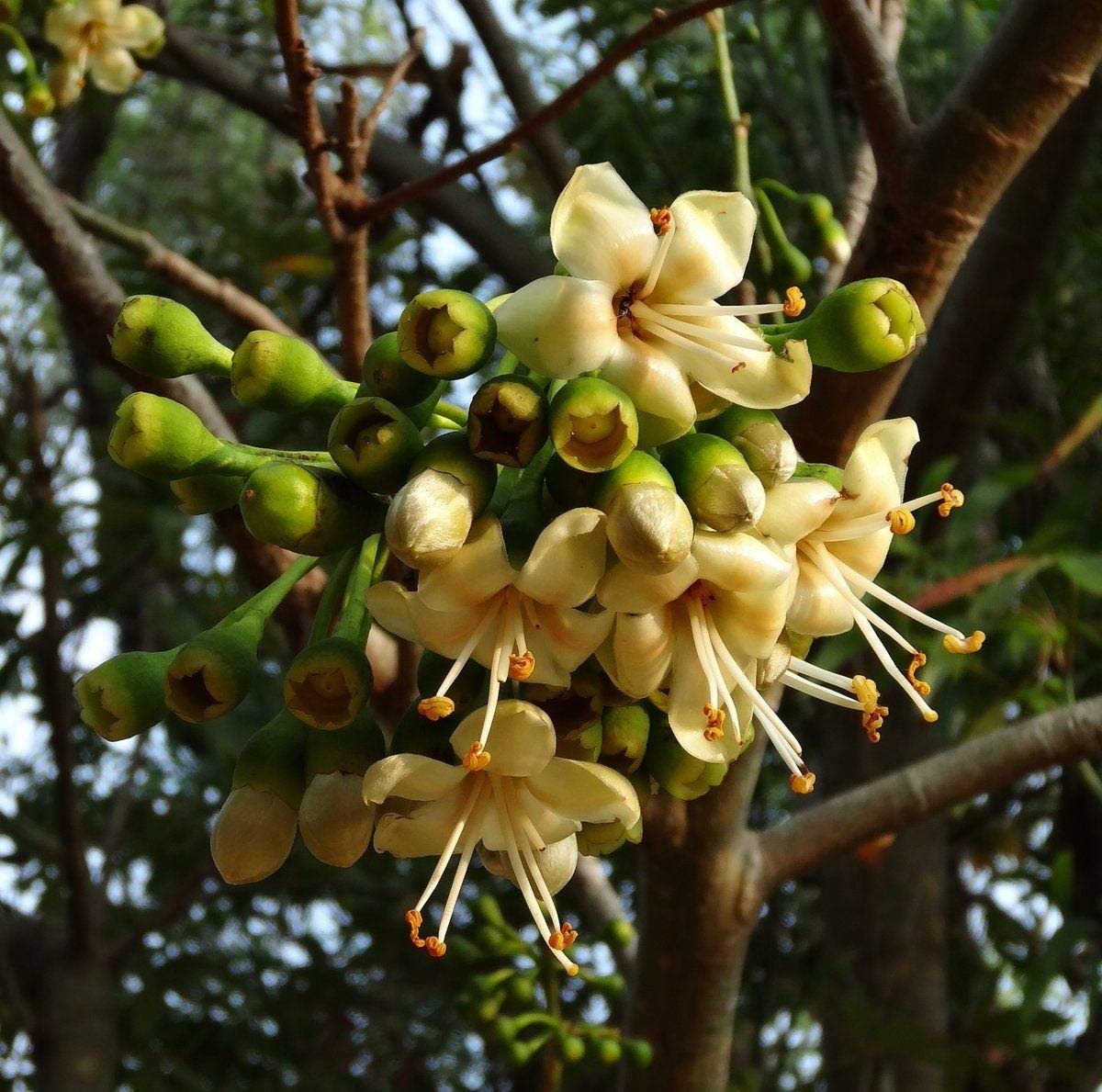 Ceiba Pentandra Flower Seeds  Easy Planting for Tropical Yellow Blooms