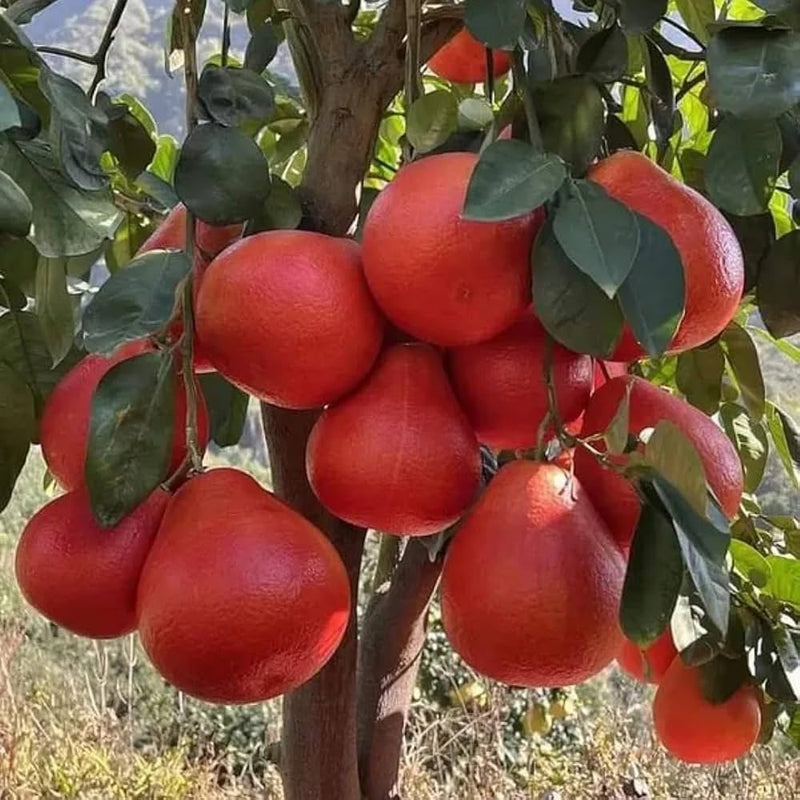 Red Lemon Fruit Seeds for Planting - Dark Red Variety for Your Garden