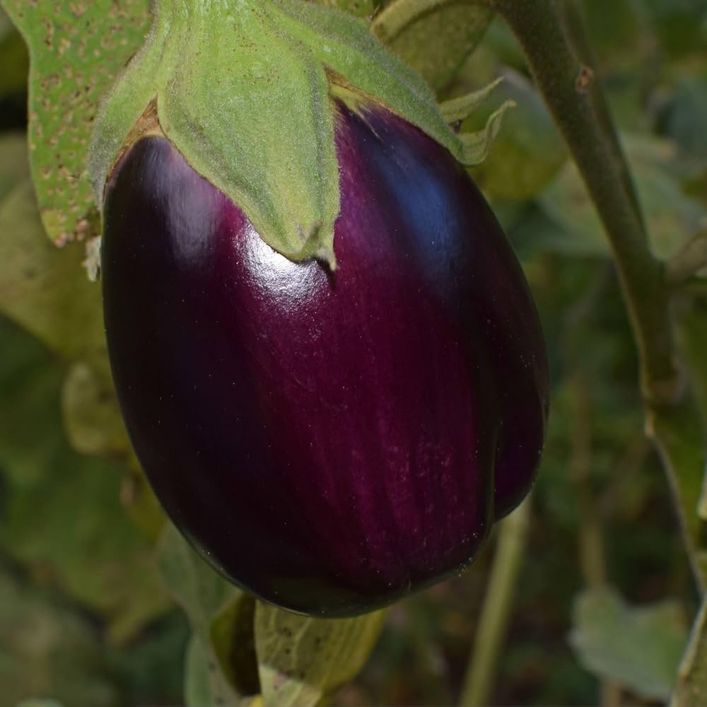 Eggplant Sweet Fruit Flavor , Vegetable Seeds for Planting - Add Exotic Charm to Your Garden