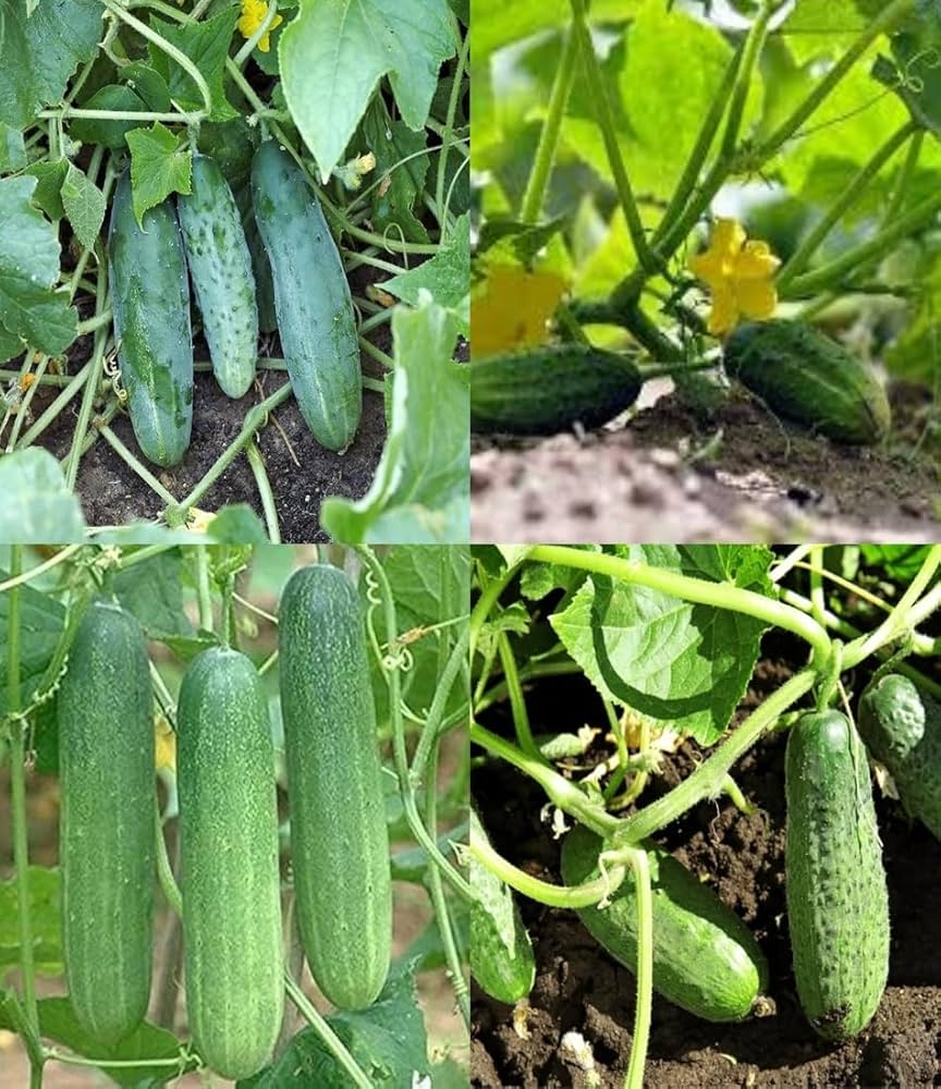 Sorvanets F1 Cucumber Seeds – Disease-Resistant and High-Yielding
