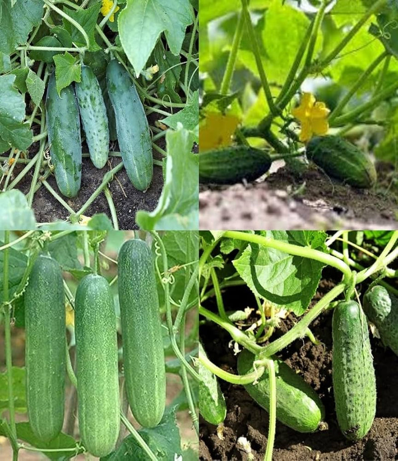 Sorvanets F1 Cucumber Seeds – Disease-Resistant and High-Yielding