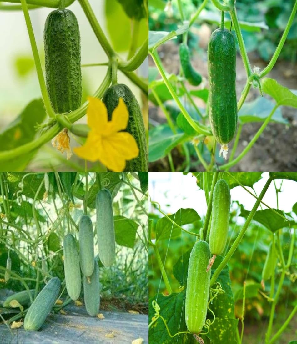 Sorvanets F1 Cucumber Seeds – Disease-Resistant and High-Yielding