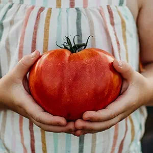 Tomato Vegetable Solanum lycopersicum Seeds for Planting in Vegetable Patch