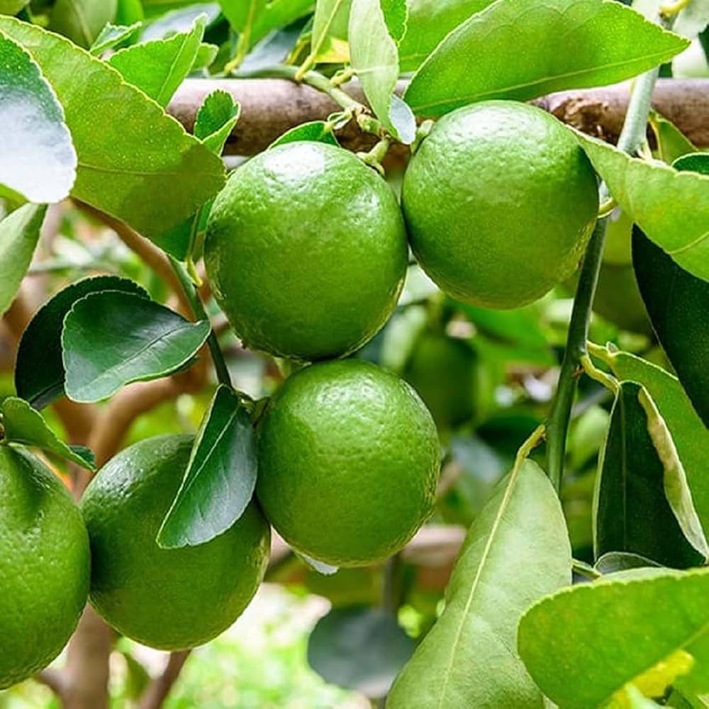 Lemon Seeds for Planting - Yellow Fruit Variety