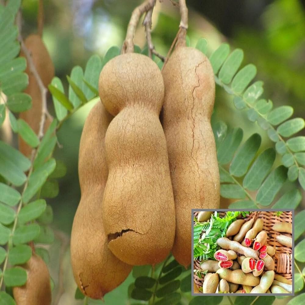 Orchid Tamarind Tamarindus Indica Tree Seeds