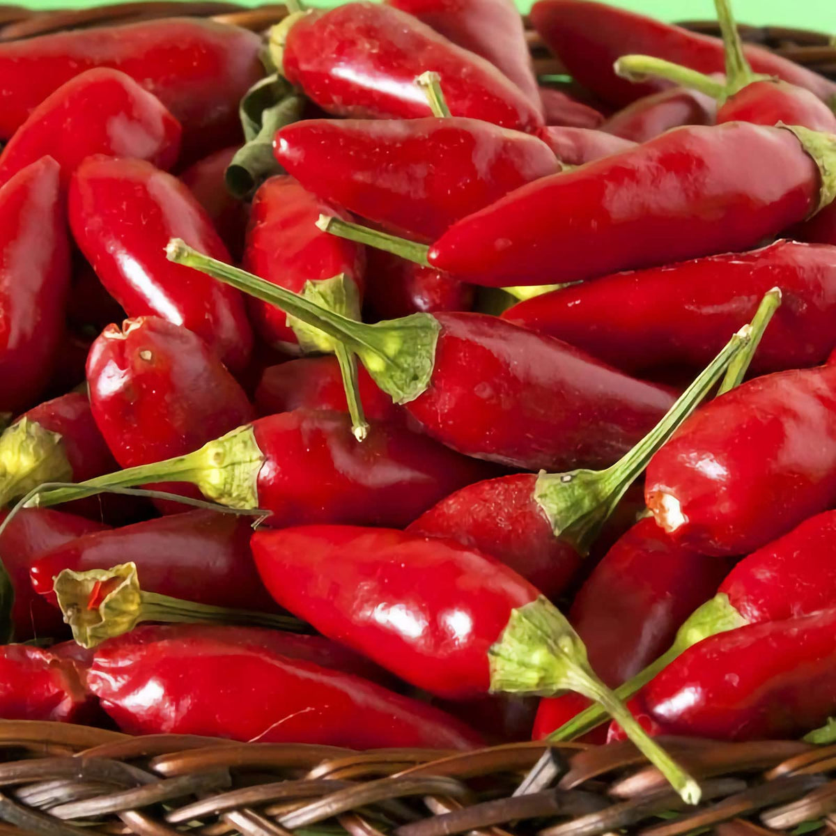 Thai Sun Hot Pepper Capsicum annuum Seeds