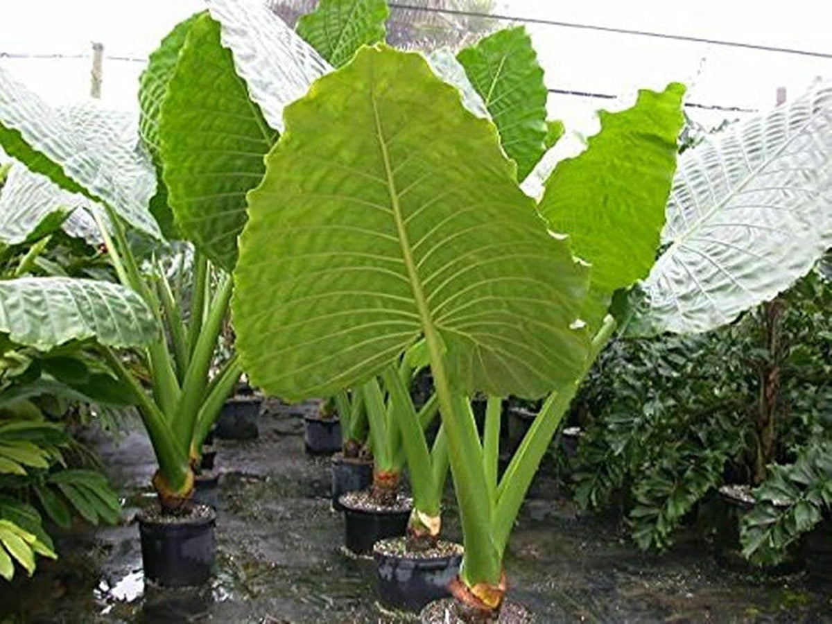 Alocasia Macrorrhiza Flower seeds for Planting - Bright Blooms, Heirloom & GMO Free Seeds for Home Garden