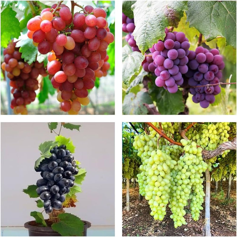 Mixed Grapes Seeds for Planting - Grow Your Own Delicious Grapes