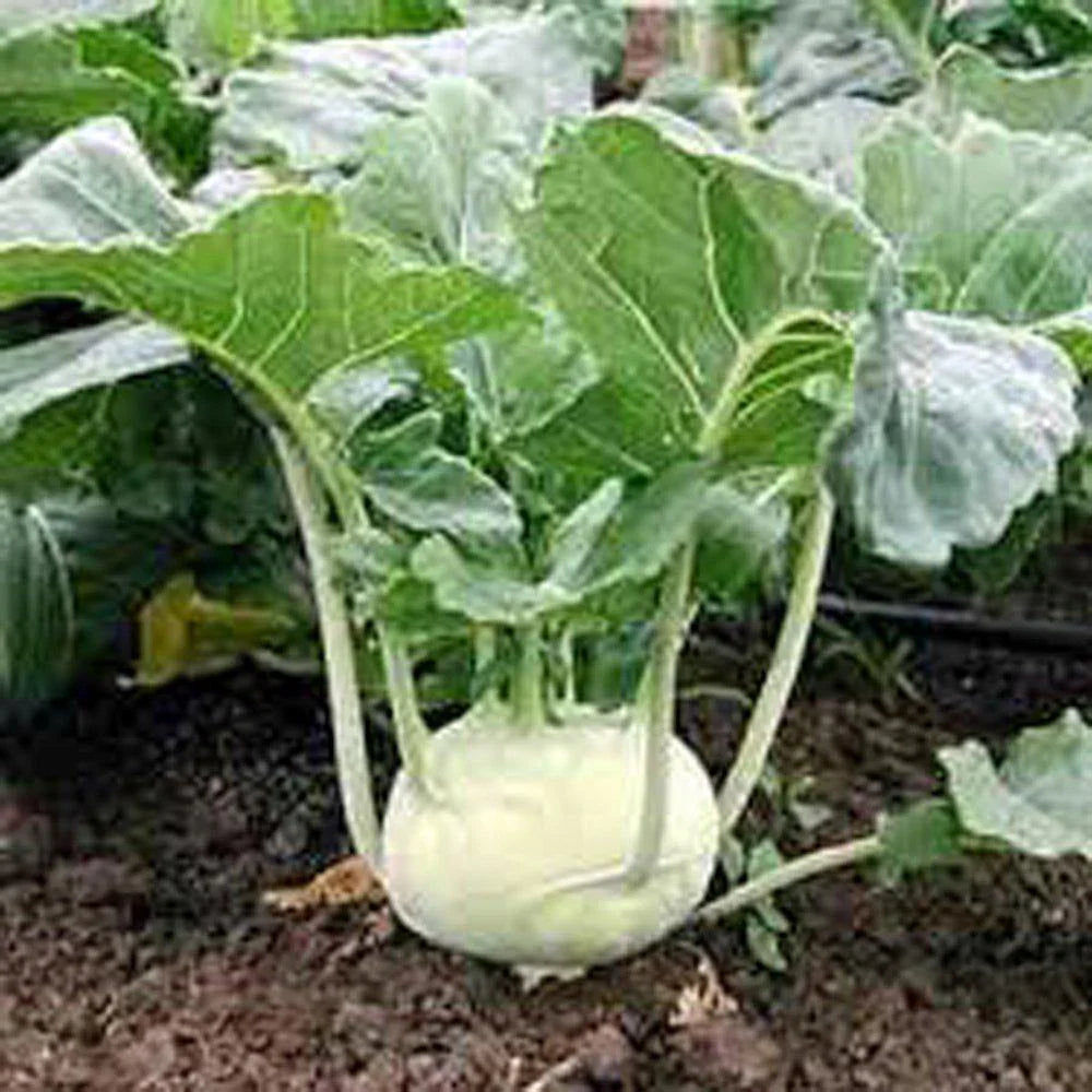 White Kohlrabi Vegetable Seeds for Garden Planting