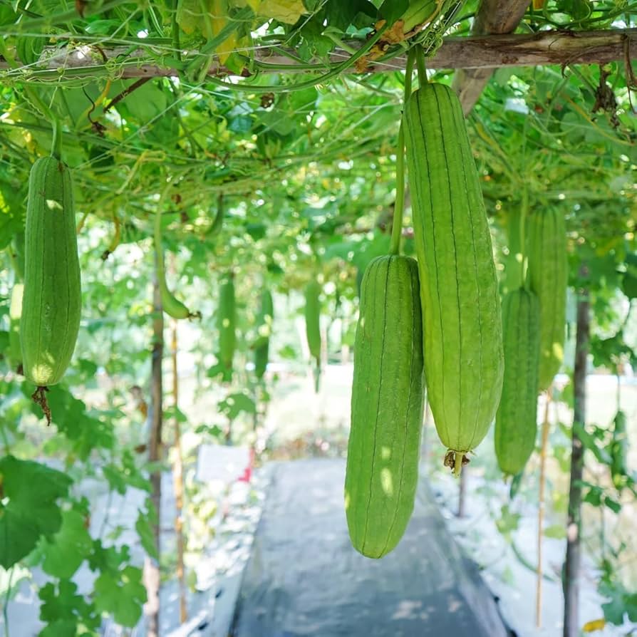 Sponge Gourd Vegetable Seeds for Easy Planting