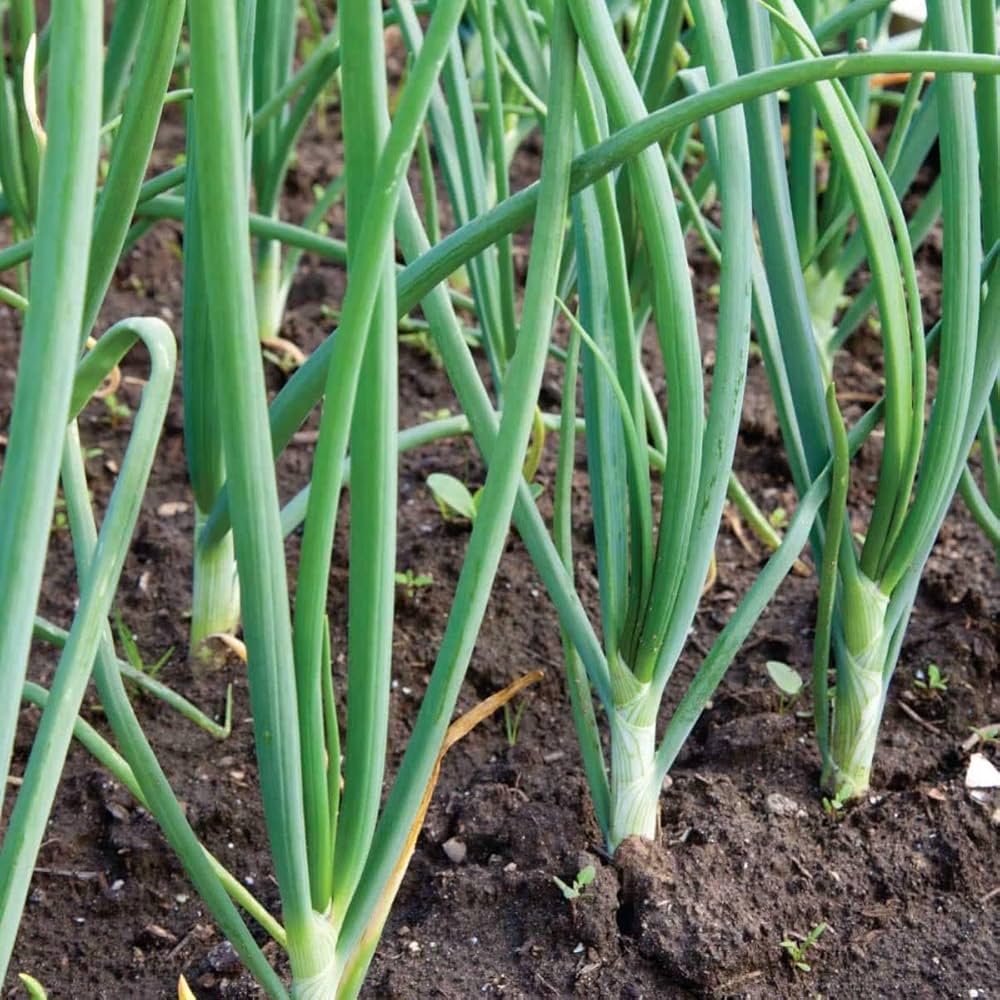 Green Fistulosum Vegetable Seeds for Easy Planting