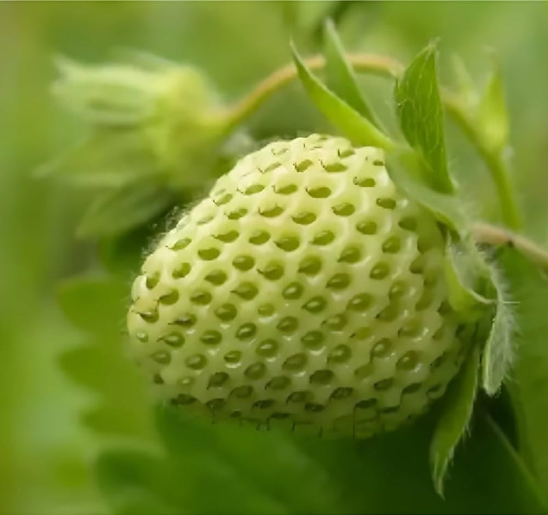 Green Strawberry Seeds for Planting