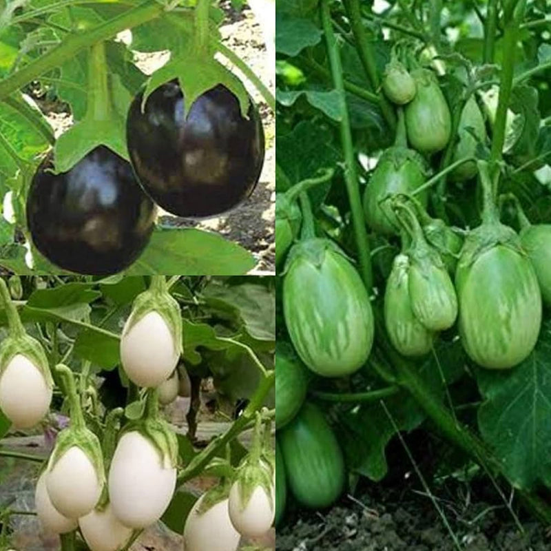 Mixed Eggplant Seeds for Vibrant Vegetable Gardens