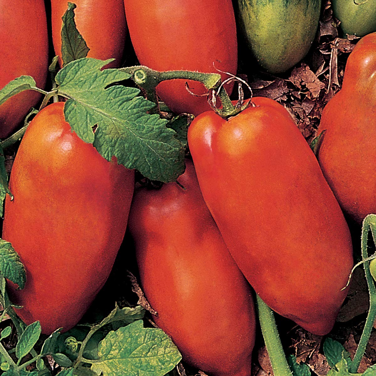 Linguisa Tomato Seeds for Planting - Heirloom Vegetable Variety