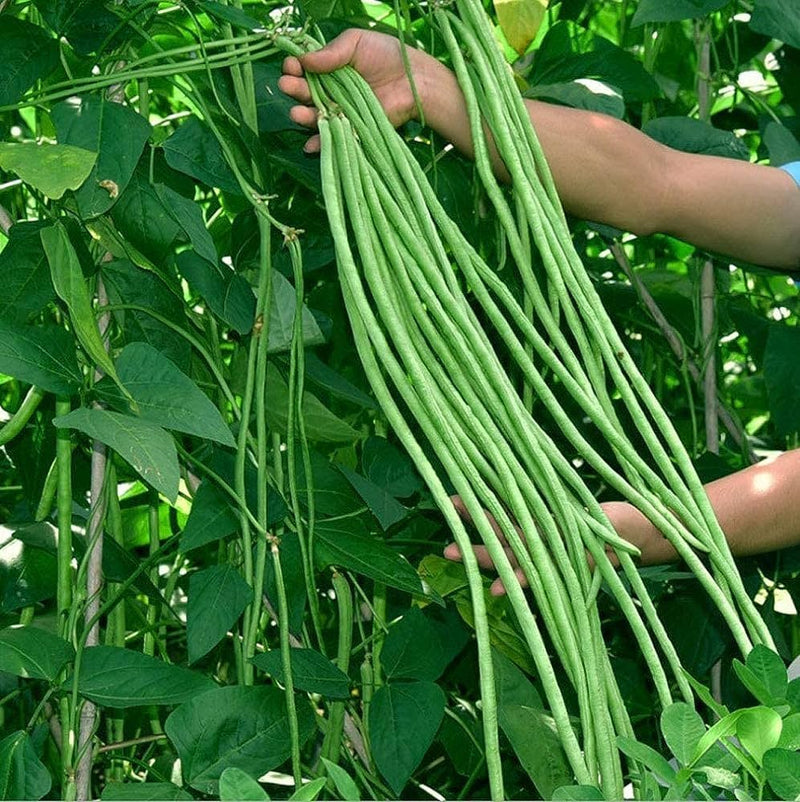 Planting Cowpea Vegetable Seeds for Your Garden