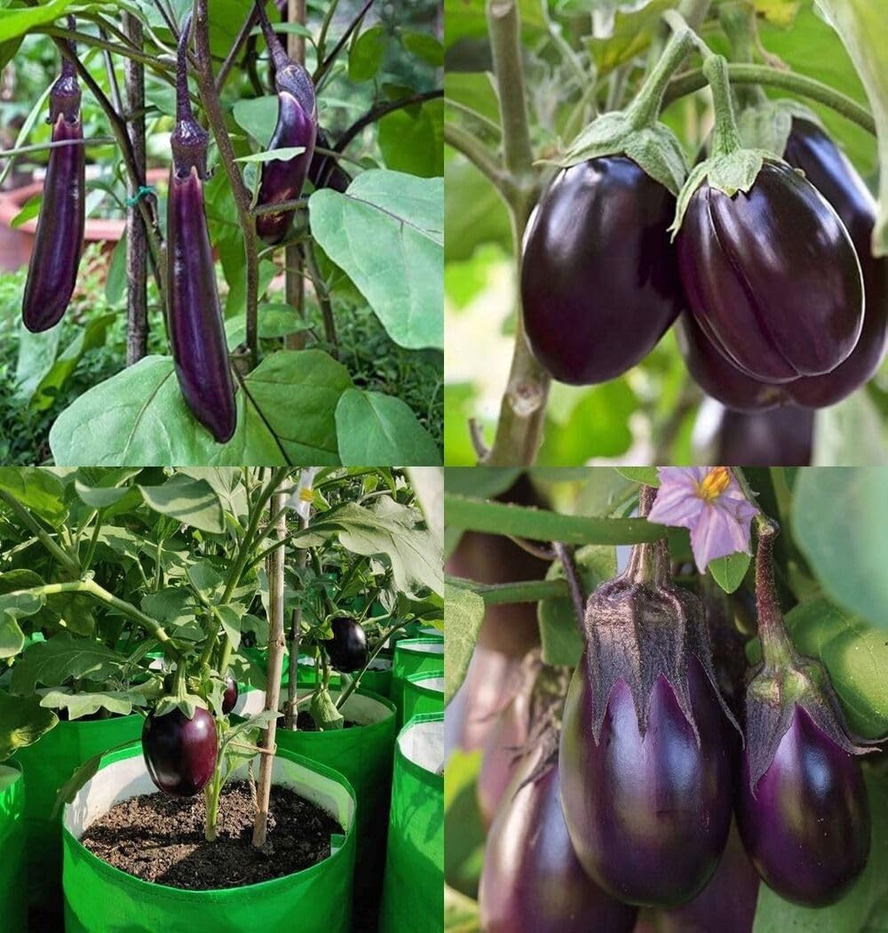 Mixed Eggplant Seeds for Vibrant Vegetable Gardens