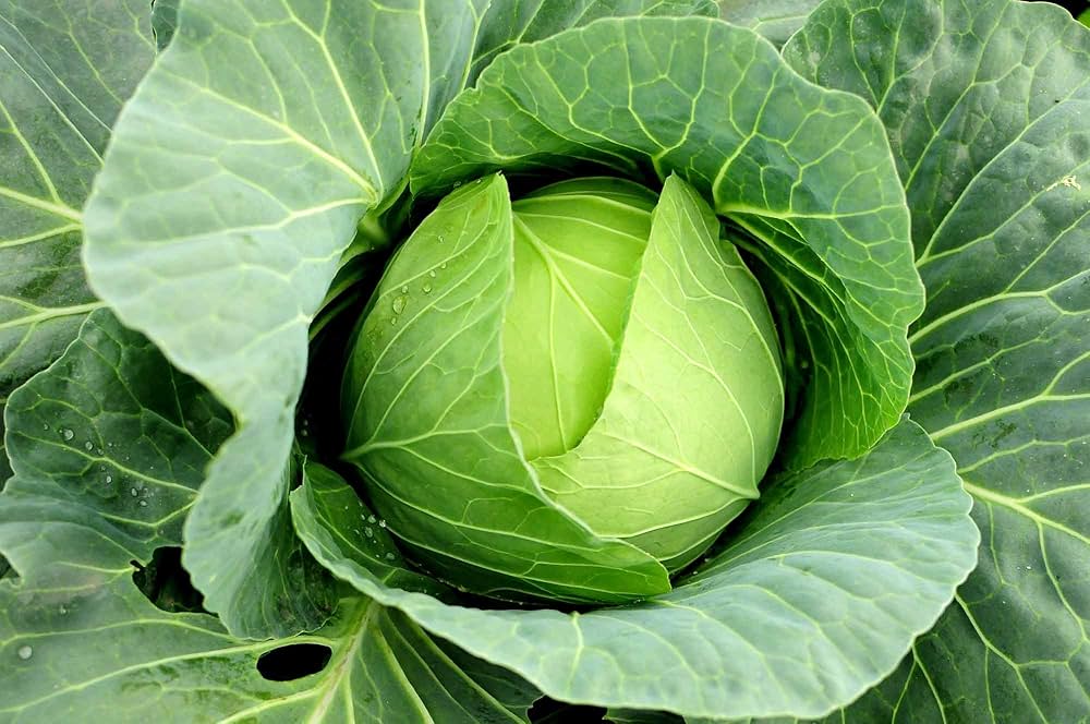 Green Brassica Vegetable Seeds for Planting