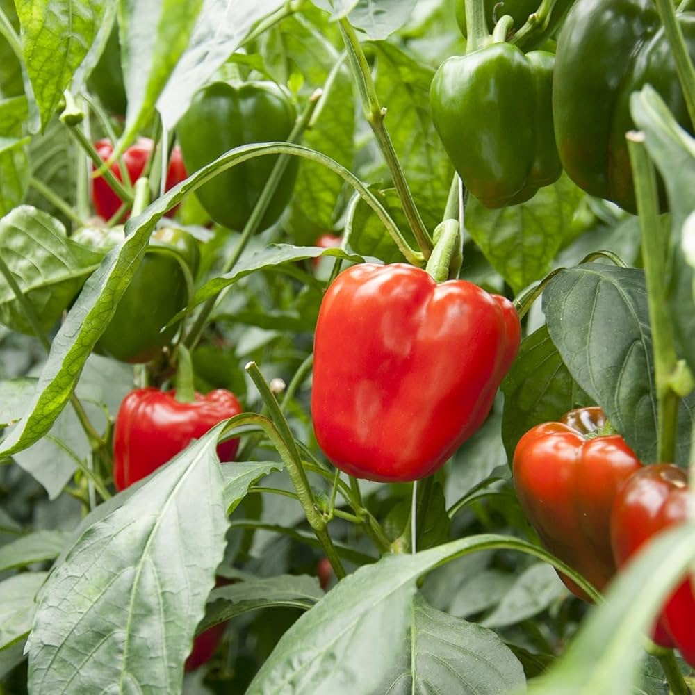 Cal Wonder Pepper Seeds for Easy Planting