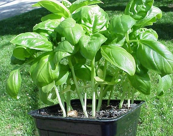 Basil Vegetable Seeds For Planting Seeds