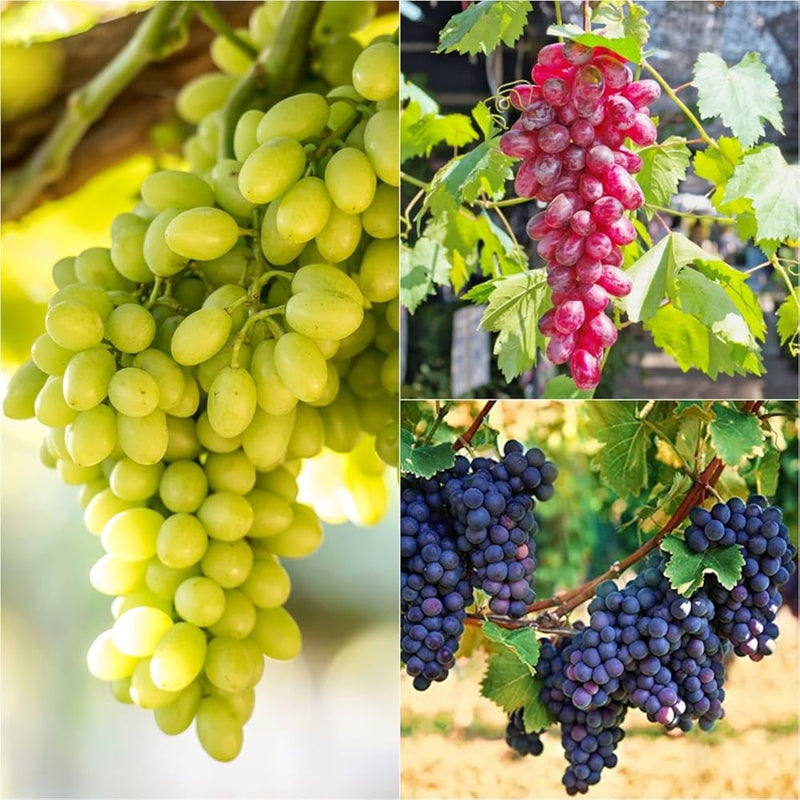 Mixed Trauben Fruit Planting Seeds Collection